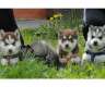 süsse Siberian Husky Welpen